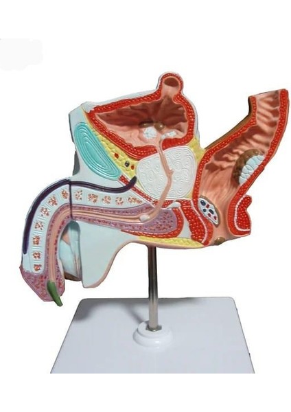 Erkek Pelvik Taban Maketi Model 39