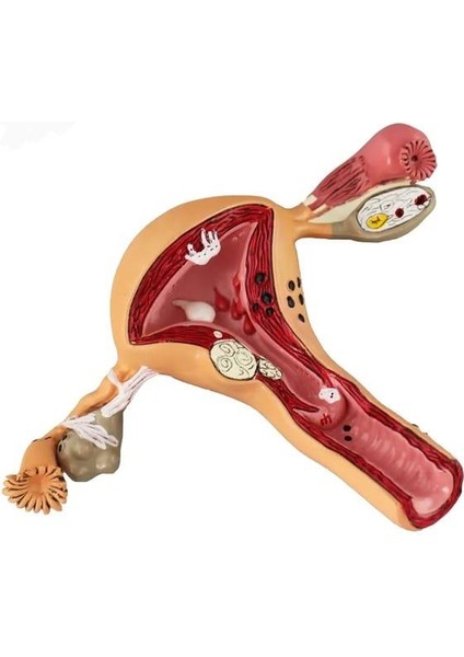 Uterus Pelvik Taban Maketi Model 41 modelleri