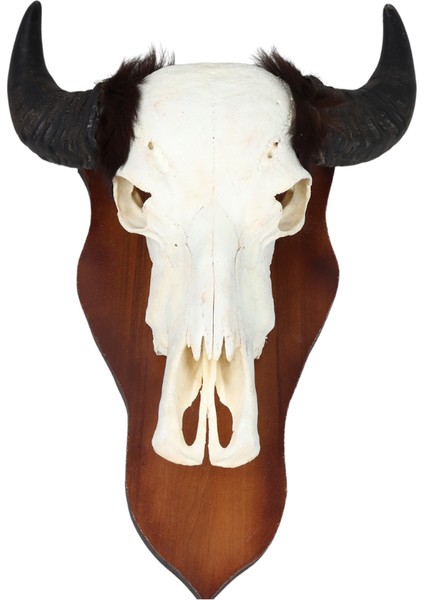 Beyaz Buffalo Dekoratif Kafa