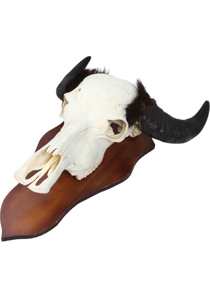 Beyaz Buffalo Dekoratif Kafa fiyatları