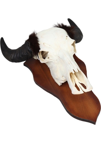 Beyaz Buffalo Dekoratif Kafa modelleri
