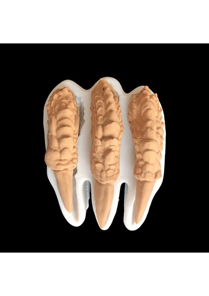 3 Dinozor Pişirme Kalıbı (Yurt Dışından) indirimleri