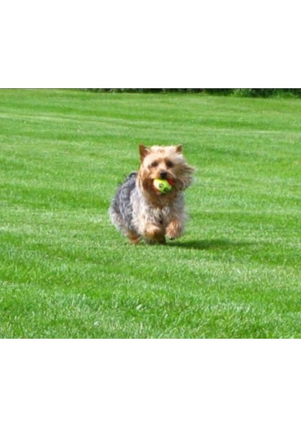 Evcil Hayvan Eğitim Topu 3 Lü Set modelleri