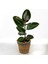 Kauçuk Ficus Elastica Robusta Lanesse Gri Hasır Saksılı- 40-60 cm 1