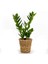 Zamia Zamioculcas Lanesse Düz Hasır Saksılı 30-40 cm 1
