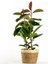 KAUÇUK BİTKİSİ (Ficus Elastica) Hasır Saksılı Lane Beyaz - 2 Gövdeli 120-140Cm 1