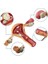 Uterus Pelvik Taban Maketi Model 41 2
