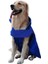Köpek Ceketi Mavi-Xl (Yurt Dışından) 3