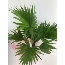 Livistona Rotundifolia (Salon Palmiyesi)