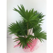 Livistona Rotundifolia (Salon Palmiyesi)