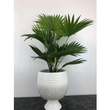 Kendinden Ayaklı Beyaz Granit Model Saksı Da Livistona Rotundifolia (Salon Palmiyesi)
