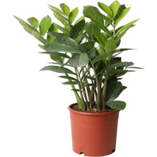 Zamioculcas Zamifolia Zamia Çiçeği 30-40CM