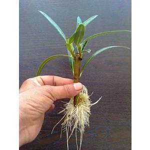 Köklendirici Gübre (1 Kg.) Kök Besini