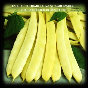 Fasülye Tohumu 1 kg.(2500+ Adet) Erva 51 Sarı Özel Fasulye Tohumu