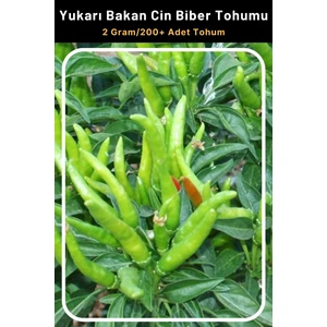Tohum Seç Yukarı Bakan Cin Biber Tohumu, 2 GRAM/200+ Adet Tohum