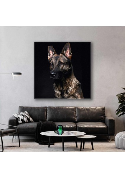 Çoban Köpeği Kurt Asil Hayvan Kanvas Tablo