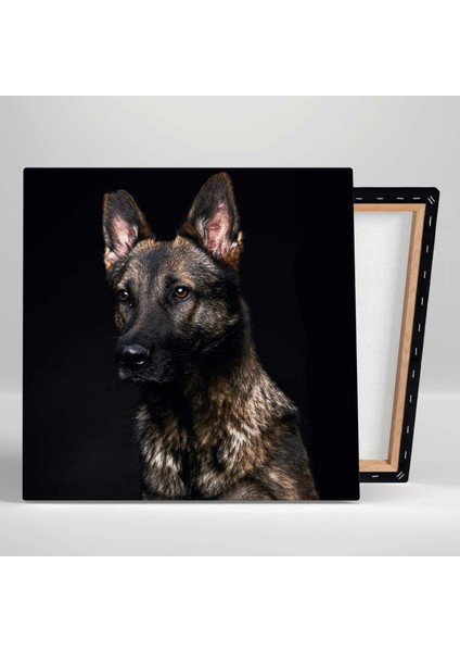 Çoban Köpeği Kurt Asil Hayvan Kanvas Tablo fiyatları