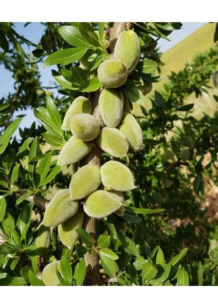 3 Çeşit Karışık Meyve Fidanı Elma , Kayısı ve Badem