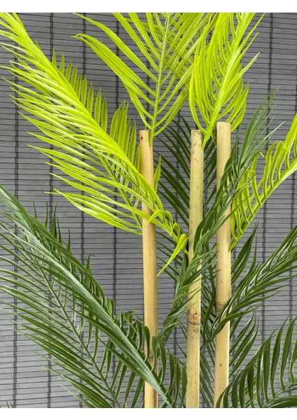 Yapay Çiçek Areka Ağacı Palmiye Ağacı Bambu Gövdeli Ahşap Saksılı 18 Yaprak 125 cm