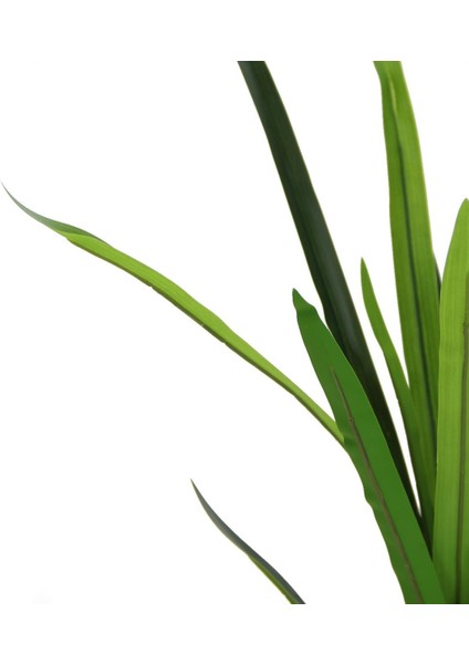 Yapay Dracena Demeti Büyük