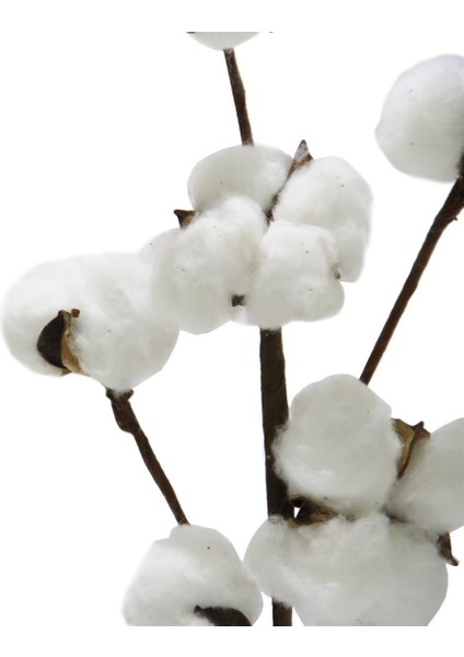 Pamuk Dalı 6 Kafalı fiyatları