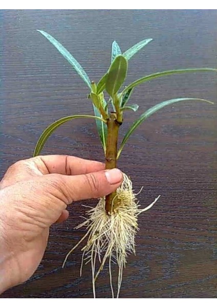 Köklendirici Gübre (1 Kg.) Kök Besini