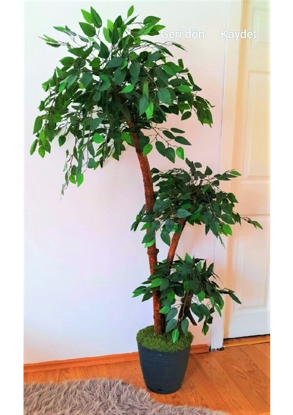 Yapay Benjamin Ağacı 1.70 mt Boy 3 Gövdeli Islak Doku Yeşil Ağaç Ficus Benjamia