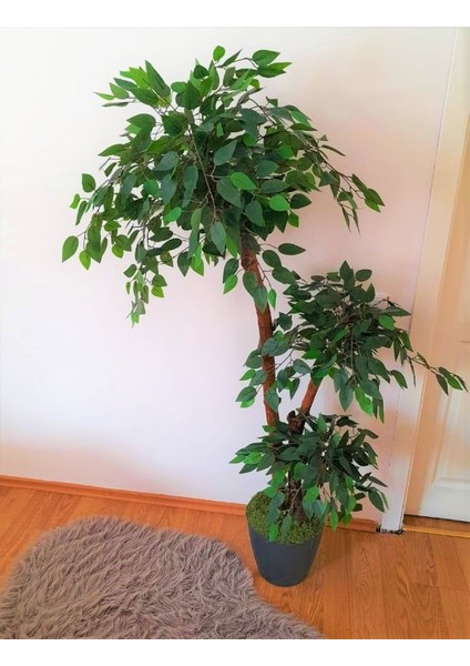 Yapay Benjamin Ağacı 1.70 mt Boy 3 Gövdeli Islak Doku Yeşil Ağaç Ficus Benjamia