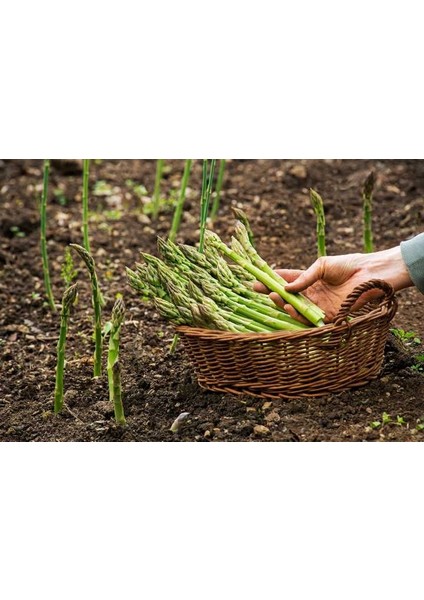 Kuşkonmaz Asparagus Tohumu