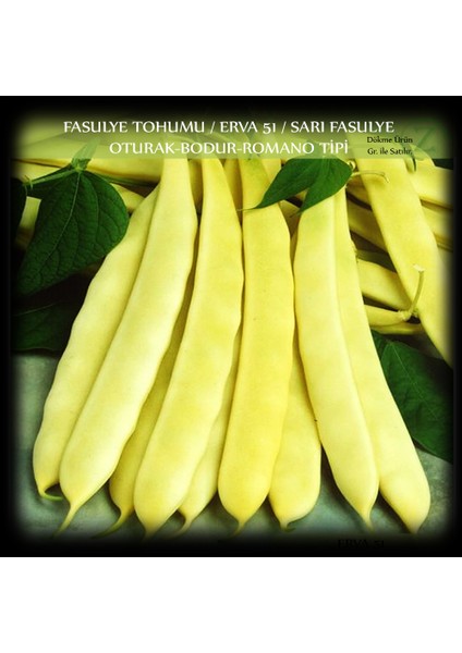 Fasülye Tohumu 500 gr (1300+ Adet) Erva 51 Sarı Özel Fasulye Tohum