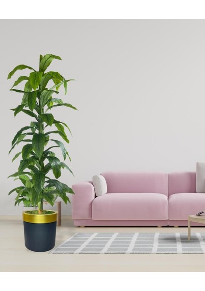 Yapay Ağaç Yukka Dracena 180*70CM Galvaniz Gold Kemerli Siyah Saksıda Salon Çiçeği Yapay Çiçek