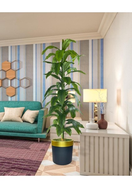 Yapay Ağaç Yukka Dracena 180*70CM Galvaniz Gold Kemerli Siyah Saksıda Salon Çiçeği Yapay Çiçek