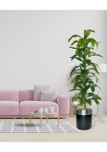 Yapay Ağaç Yukka Dracena 180*70CM Galvaniz Gümüş Kemerli Siyah Saksıda Salon Çiçeği Yapay Çiçek
