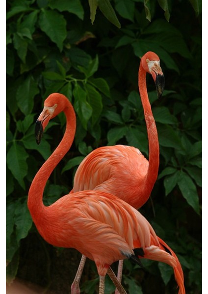 Bir Cift Flamingo 40 x 60 Elmas Mozaik Tablo