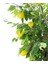 Yapay Limon Ağacı 170 cm 2