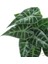 Yapay Caladium Sarmaşık Demeti 55 cm 3