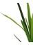 Yapay Dracena Demeti Büyük 2