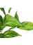 Yapay Maranta Demeti 40 cm 2