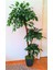 Yapay Benjamin Ağacı 1.70 mt Boy 3 Gövdeli Islak Doku Yeşil Ağaç Ficus Benjamia 1