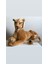 Oyuncak Aslan Peluş Dev Boy 100 cm 2