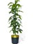 Yapay Ağaç Yukka Dracena 180*70CM Galvaniz Gold Kemerli Siyah Saksıda Salon Çiçeği Yapay Çiçek 1