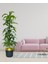 Yapay Ağaç Yukka Dracena 180*70CM Galvaniz Gold Kemerli Siyah Saksıda Salon Çiçeği Yapay Çiçek 2