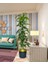Yapay Ağaç Yukka Dracena 180*70CM Galvaniz Gold Kemerli Siyah Saksıda Salon Çiçeği Yapay Çiçek 3