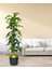 Yapay Ağaç Yukka Dracena 180*70CM Galvaniz Gold Kemerli Siyah Saksıda Salon Çiçeği Yapay Çiçek 4