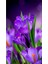Mor Cigdemler 36 x 71 Elmas Mozaik Tablo 1