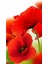 Bir Cift Kirmizi Gelincik 46 x 76 Elmas Mozaik Tablo 1