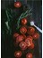 Domatesler 41 x 46 Elmas Mozaik Tablo 1