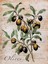 Zeytin Dali 46 x 56 Elmas Mozaik Tablo 1