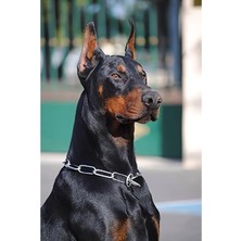 WebStyle Sayılarla Boyama Seti Kasnaklı Doberman Alfa Bakış 60 x 75 cm