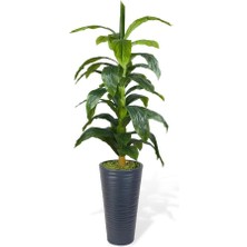 Nettenevime Yapay Ağaç Yukka Kılıç Çiçeği Siyah Kumsal Vazoda 185*70 35 Yaprak